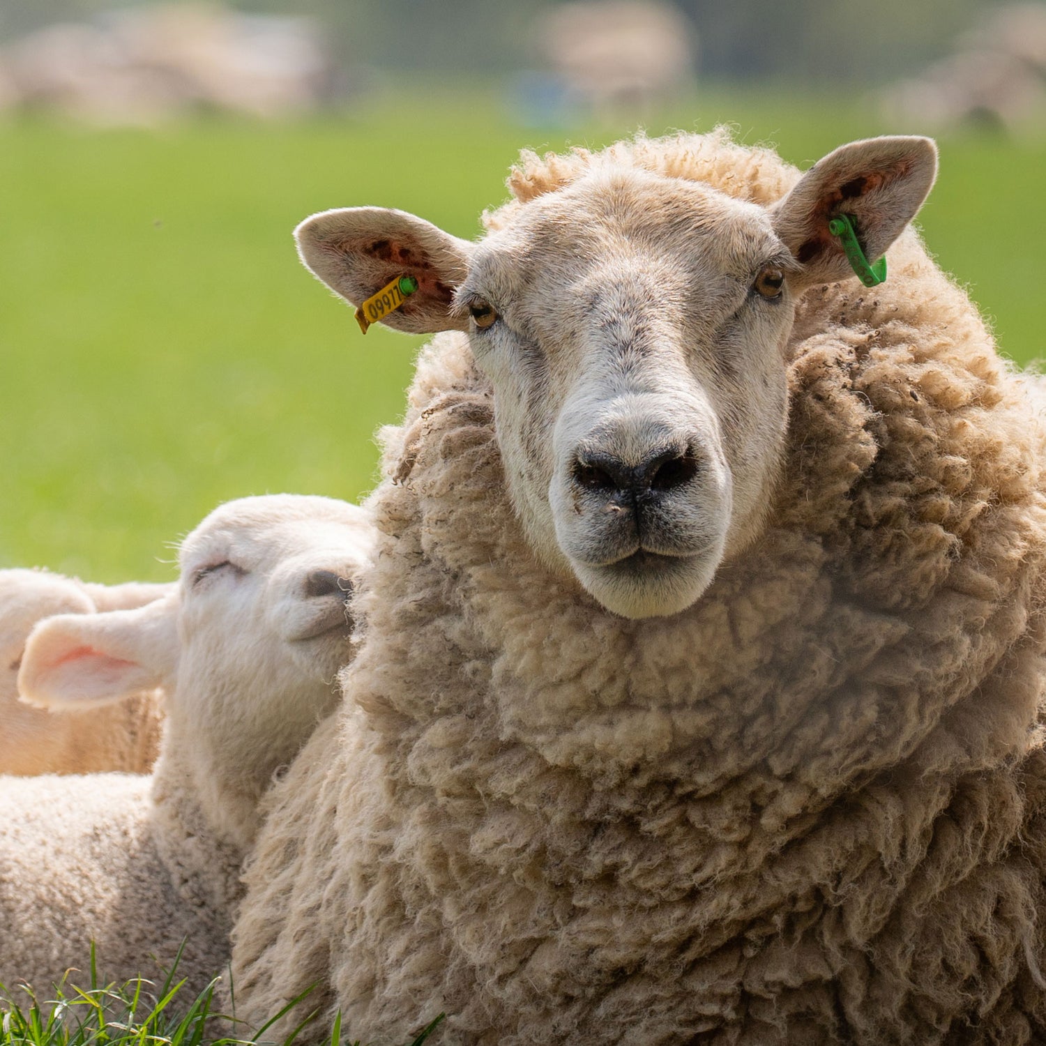 A ewe with yellow and green id tags