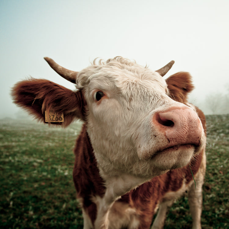 Cattle Ear Tags