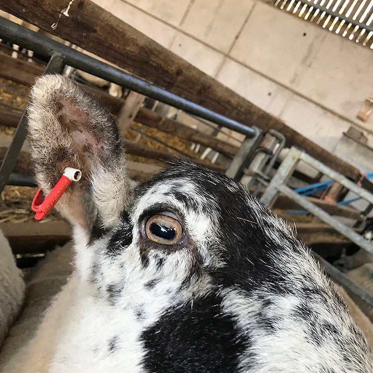 Red Replacement Sheep Tags