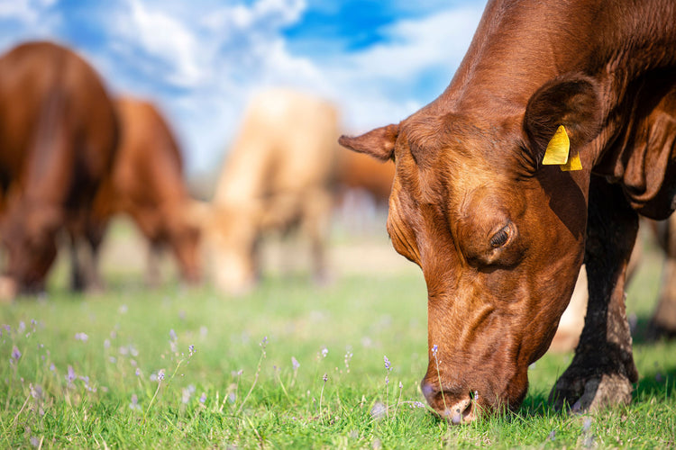 Replacement Cattle Tags