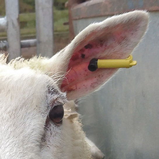 Tagfaster EID Slaughter Tag Yellow 20 Pack