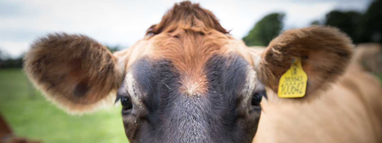 Cow with a Lazer TagCattle Tag in it's ear