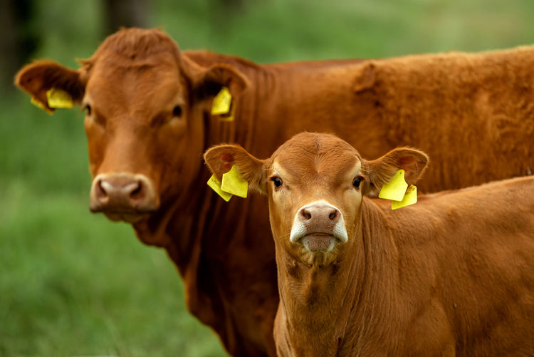 New Run Cattle Tags